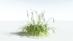 EVERYPlant Pendulous Sedge 2 --14 Models--
