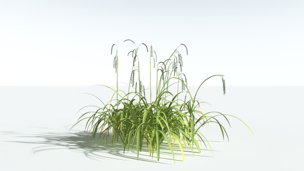 EVERYPlant Pendulous Sedge 2 --14 Models--