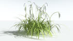 EVERYPlant Pendulous Sedge 2 --14 Models--