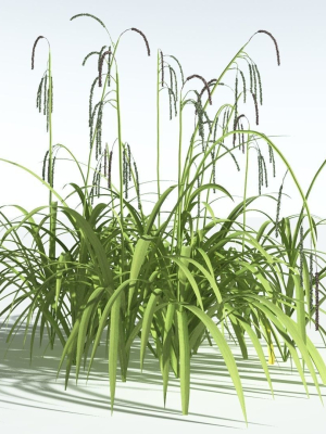EVERYPlant Pendulous Sedge 2 --14 Models--