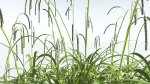 EVERYPlant Pendulous Sedge 2 --14 Models--