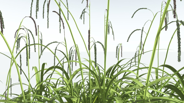 EVERYPlant Pendulous Sedge 2 --14 Models--