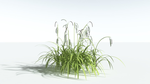 EVERYPlant Pendulous Sedge 2 --14 Models--