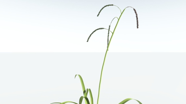 EVERYPlant Pendulous Sedge 2 --14 Models--