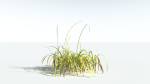 EVERYPlant Pendulous Sedge 2 --14 Models--