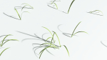 EVERYPlant Pendulous Sedge 2 --14 Models--