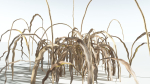 EVERYPlant Pendulous Sedge 2 --14 Models--