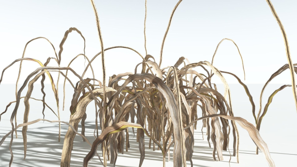 EVERYPlant Pendulous Sedge 2 --14 Models--