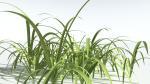 EVERYPlant Pendulous Sedge 2 --14 Models--