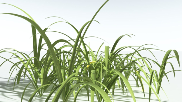 EVERYPlant Pendulous Sedge 2 --14 Models--