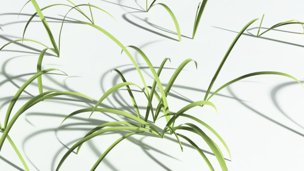 EVERYPlant Pendulous Sedge 2 --14 Models--