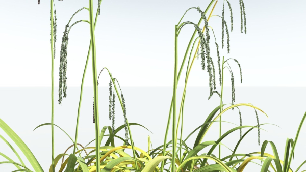 EVERYPlant Pendulous Sedge 2 --14 Models--