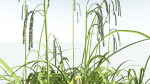 EVERYPlant Pendulous Sedge 2 --14 Models--