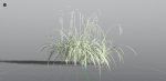 EVERYPlant Pendulous Sedge 2 --14 Models--