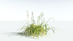 EVERYPlant Pendulous Sedge 2 --14 Models--