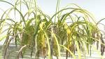 EVERYPlant Pendulous Sedge 2 --14 Models--