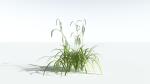 EVERYPlant Pendulous Sedge 2 --14 Models--