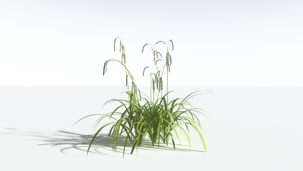 EVERYPlant Pendulous Sedge 2 --14 Models--