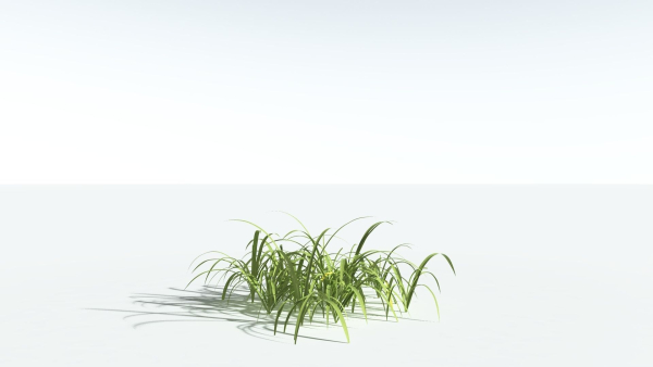 EVERYPlant Pendulous Sedge 2 --14 Models--