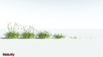 EVERYPlant Pendulous Sedge 2 --14 Models--