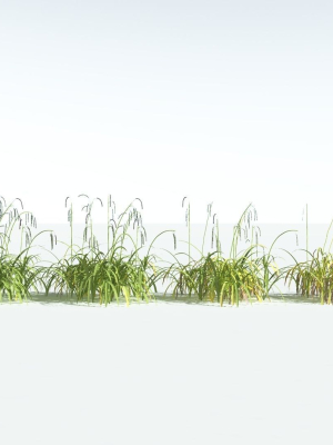 everyplant-pendulous-sedge-2-14-models-3d-model-c10032f43b
