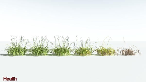 EVERYPlant Pendulous Sedge 2 --14 Models--