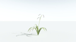EVERYPlant Pendulous Sedge 2 --14 Models--