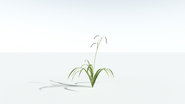 EVERYPlant Pendulous Sedge 2 --14 Models--
