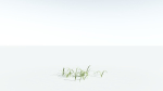 EVERYPlant Pendulous Sedge 2 --14 Models--