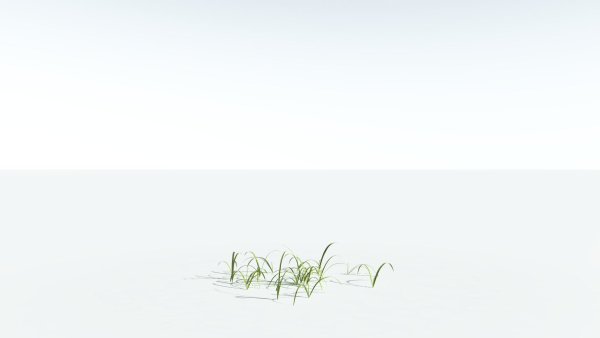 EVERYPlant Pendulous Sedge 2 --14 Models--