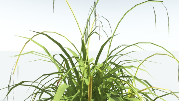 EVERYPlant Pendulous Sedge LowPoly 4 --14 Models--