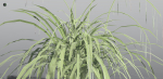 EVERYPlant Pendulous Sedge LowPoly 4 --14 Models--
