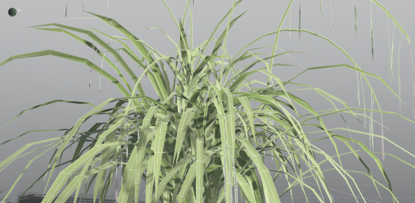 EVERYPlant Pendulous Sedge LowPoly 4 --14 Models--