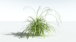 EVERYPlant Pendulous Sedge LowPoly 4 --14 Models--