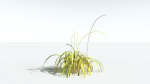 EVERYPlant Pendulous Sedge LowPoly 4 --14 Models--