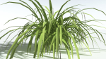 EVERYPlant Pendulous Sedge LowPoly 4 --14 Models--