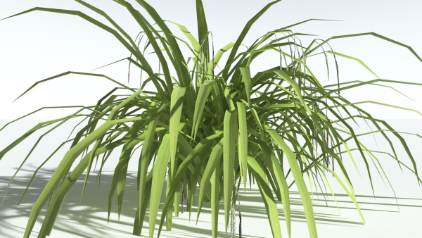 EVERYPlant Pendulous Sedge LowPoly 4 --14 Models--