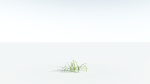 EVERYPlant Pendulous Sedge LowPoly 4 --14 Models--