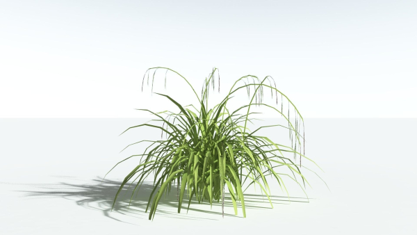 EVERYPlant Pendulous Sedge LowPoly 4 --14 Models--