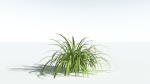 EVERYPlant Pendulous Sedge LowPoly 4 --14 Models--