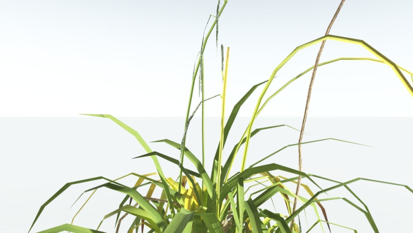 EVERYPlant Pendulous Sedge LowPoly 4 --14 Models--