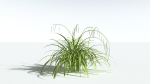 EVERYPlant Pendulous Sedge LowPoly 4 --14 Models--