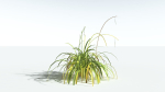 EVERYPlant Pendulous Sedge LowPoly 4 --14 Models--