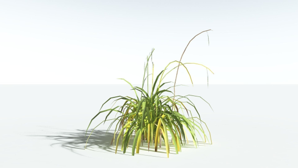 EVERYPlant Pendulous Sedge LowPoly 4 --14 Models--