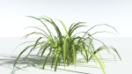EVERYPlant Pendulous Sedge LowPoly 4 --14 Models--
