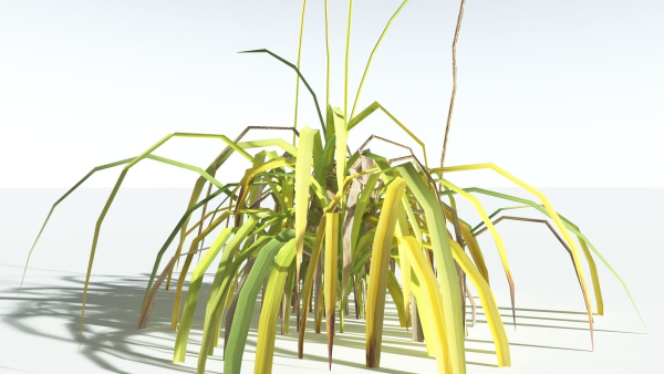 EVERYPlant Pendulous Sedge LowPoly 4 --14 Models--