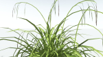 EVERYPlant Pendulous Sedge LowPoly 4 --14 Models--