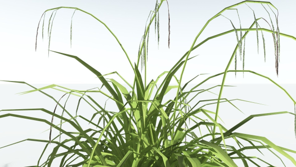EVERYPlant Pendulous Sedge LowPoly 4 --14 Models--