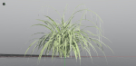 EVERYPlant Pendulous Sedge LowPoly 4 --14 Models--
