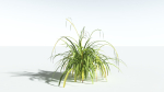 EVERYPlant Pendulous Sedge LowPoly 4 --14 Models--